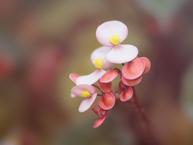 Begonia